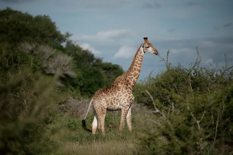 Zuid Afrika 13 — Zuid Afrika